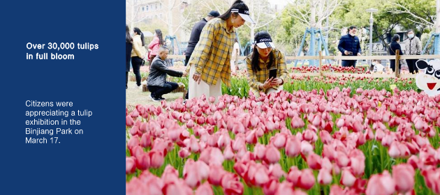 Over 30,000 tulips in full bloom