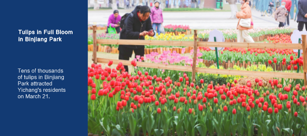 Tulips in Full Bloom in Binjiang Park