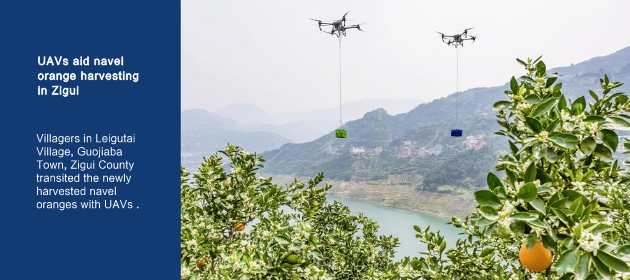UAVs aid navel orange harvesting in Zigui