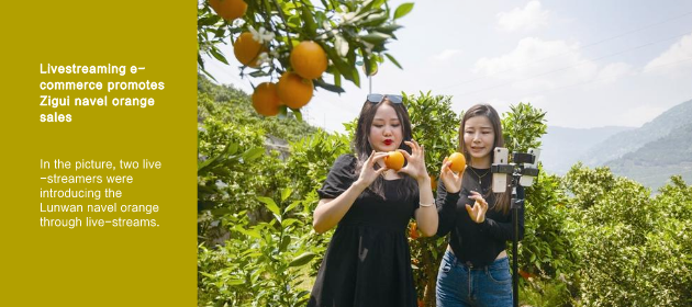Livestreaming e-commerce promotes Zigui navel orange sales