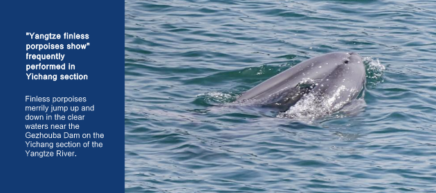 “Yangtze finless porpoises show” frequently performed in Yichang section