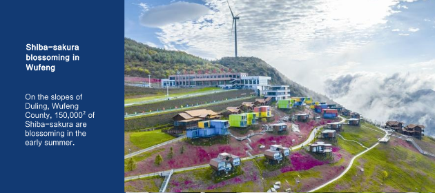 Shiba-sakura blossoming in Wufeng