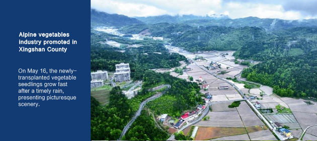 Alpine vegetables industry promoted in Xingshan County