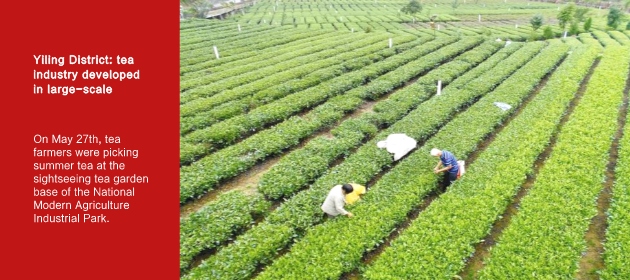 Yiling District: tea industry developed in large-scale