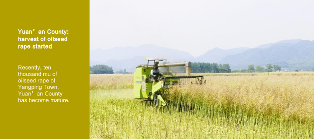 Yuan’an County: harvest of oilseed rape started