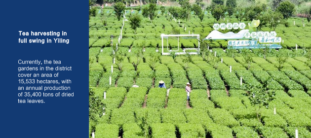 Tea harvesting in full swing in Yiling
