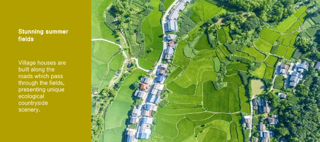 Stunning summer fields