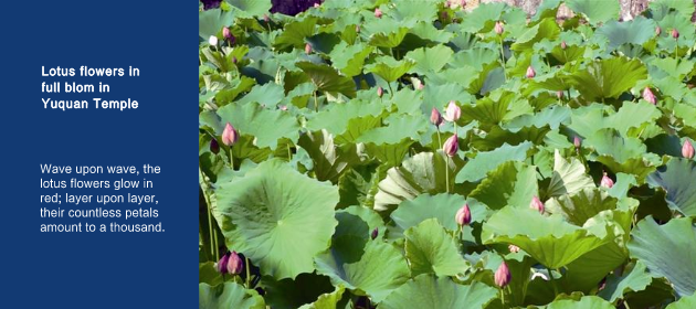 Lotus flowers in full blom in Yuquan Temple