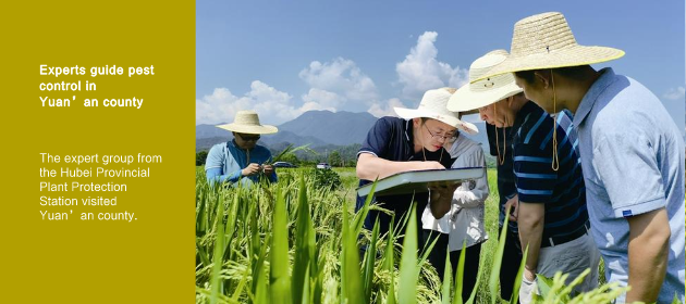 Experts guide pest control in Yuan’an county