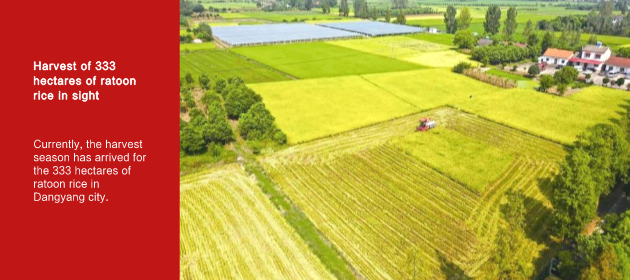 Harvest of 333 hectares of ratoon rice in sight