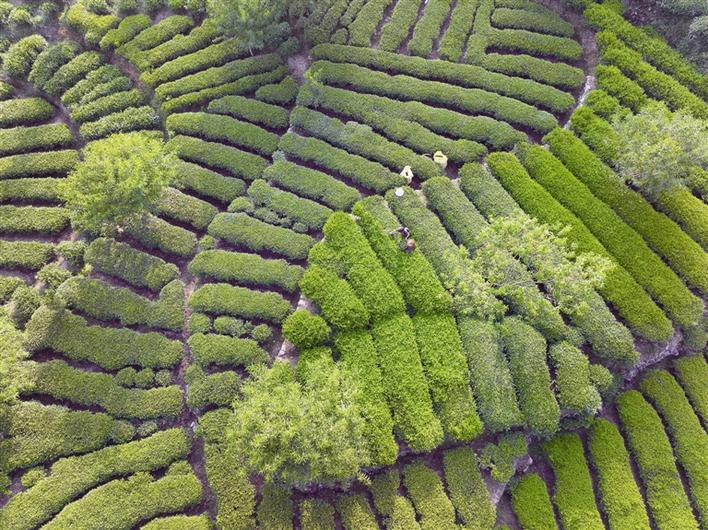 Busy Farming on Limit of Heat