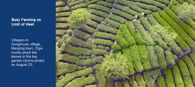 Busy Farming on Limit of Heat