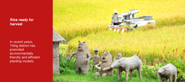 Rice ready for harvest