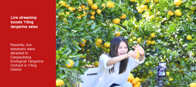 Live streaming boosts Yiling tangerine sales