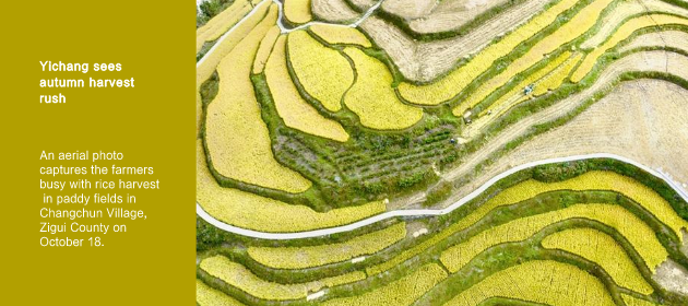 Yichang sees autumn harvest rush