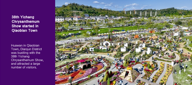 38th Yichang Chrysanthemum Show started in Qiaobian Town