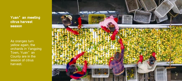 Yuan’an meeting citrus harvest season