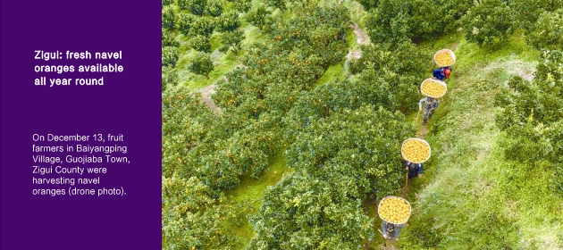 Zigui: fresh navel oranges available all year round