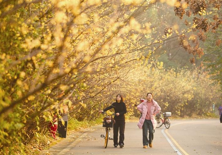 Wintersweet flowers in full bloom