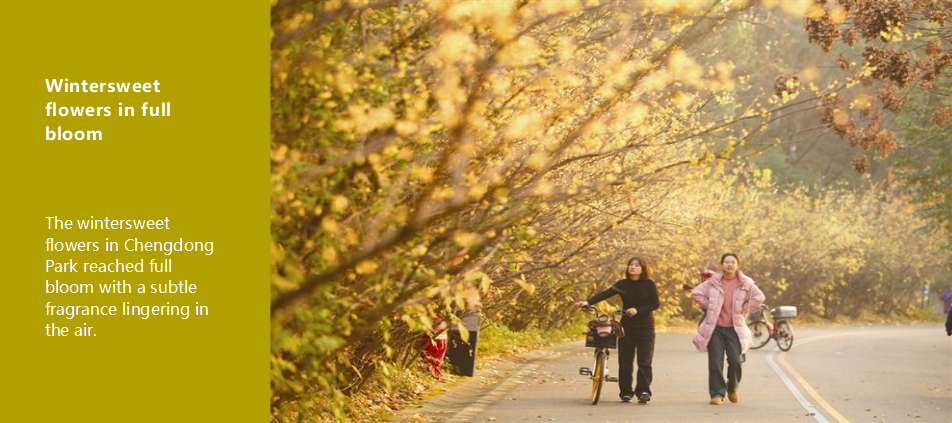 Wintersweet flowers in full bloom