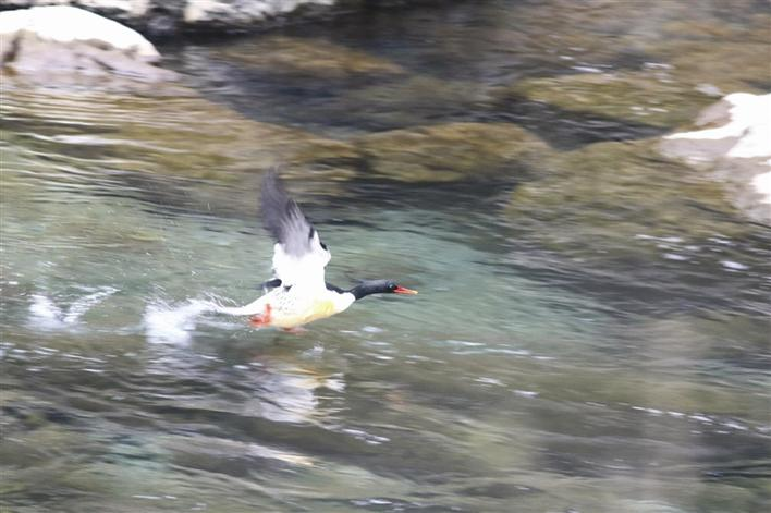 Chinese Merganser seen again in Wufeng