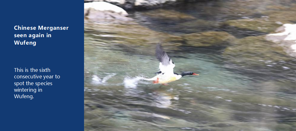 Chinese Merganser seen again in Wufeng