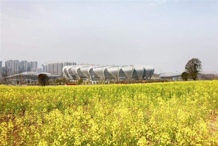 Rapeseed flowers enter full bloom