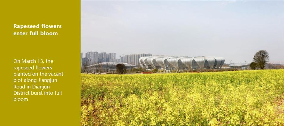 Rapeseed flowers enter full bloom