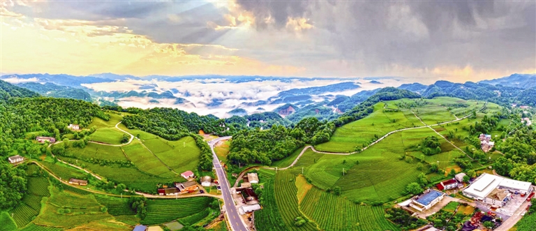 仁和坪镇桥梁村的道家湾茶园 - 政务专题 - 宜昌市人民政府