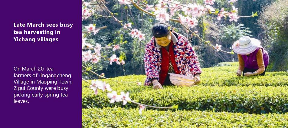 Late March sees busy tea harvesting in Yichang villages