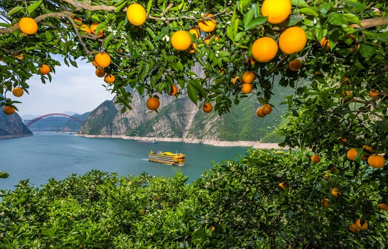 Navel oranges enters spring harvest in Zigui