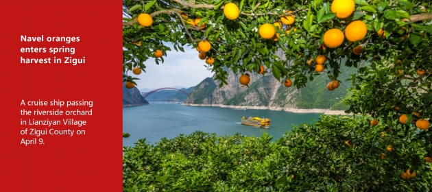 Navel oranges enters spring harvest in Zigui