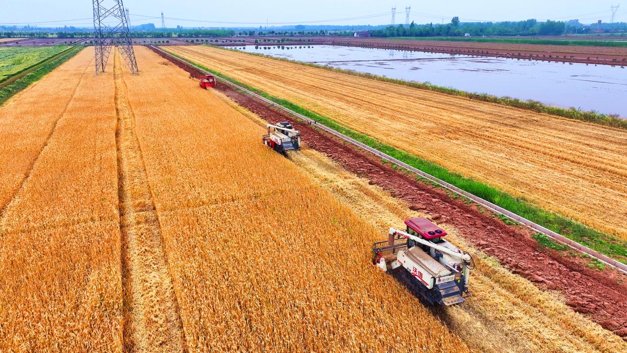 Dangyang: farmers busy with barley harvest