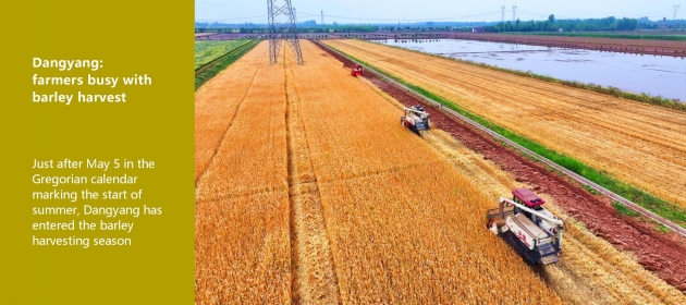 Dangyang: farmers busy with barley harvest