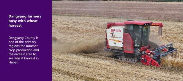 Dangyang farmers busy with wheat harvest 