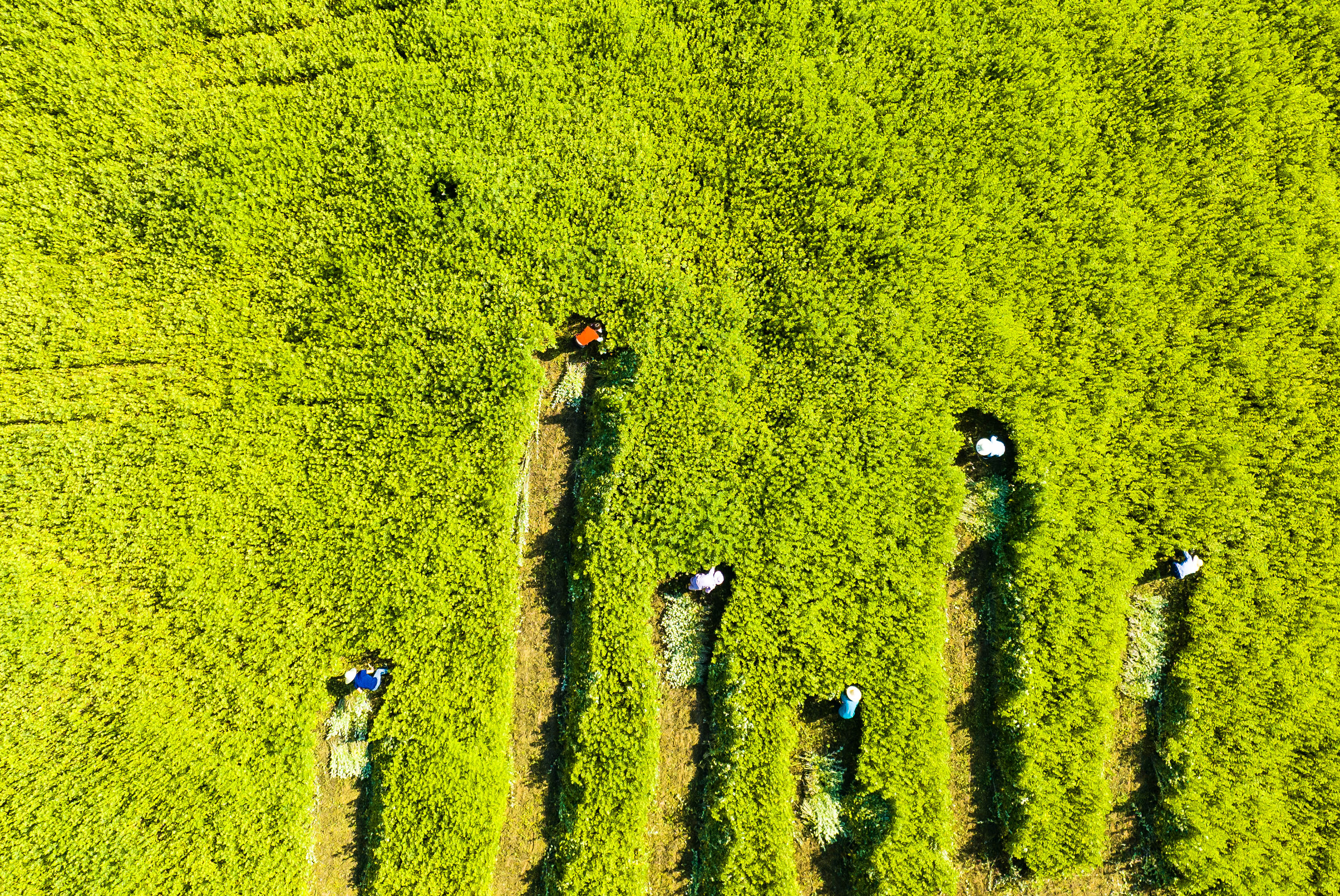 Zigui in moxa grass harvest for Dragon Boat Festival