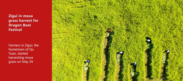 Zigui in moxa grass harvest for Dragon Boat Festival