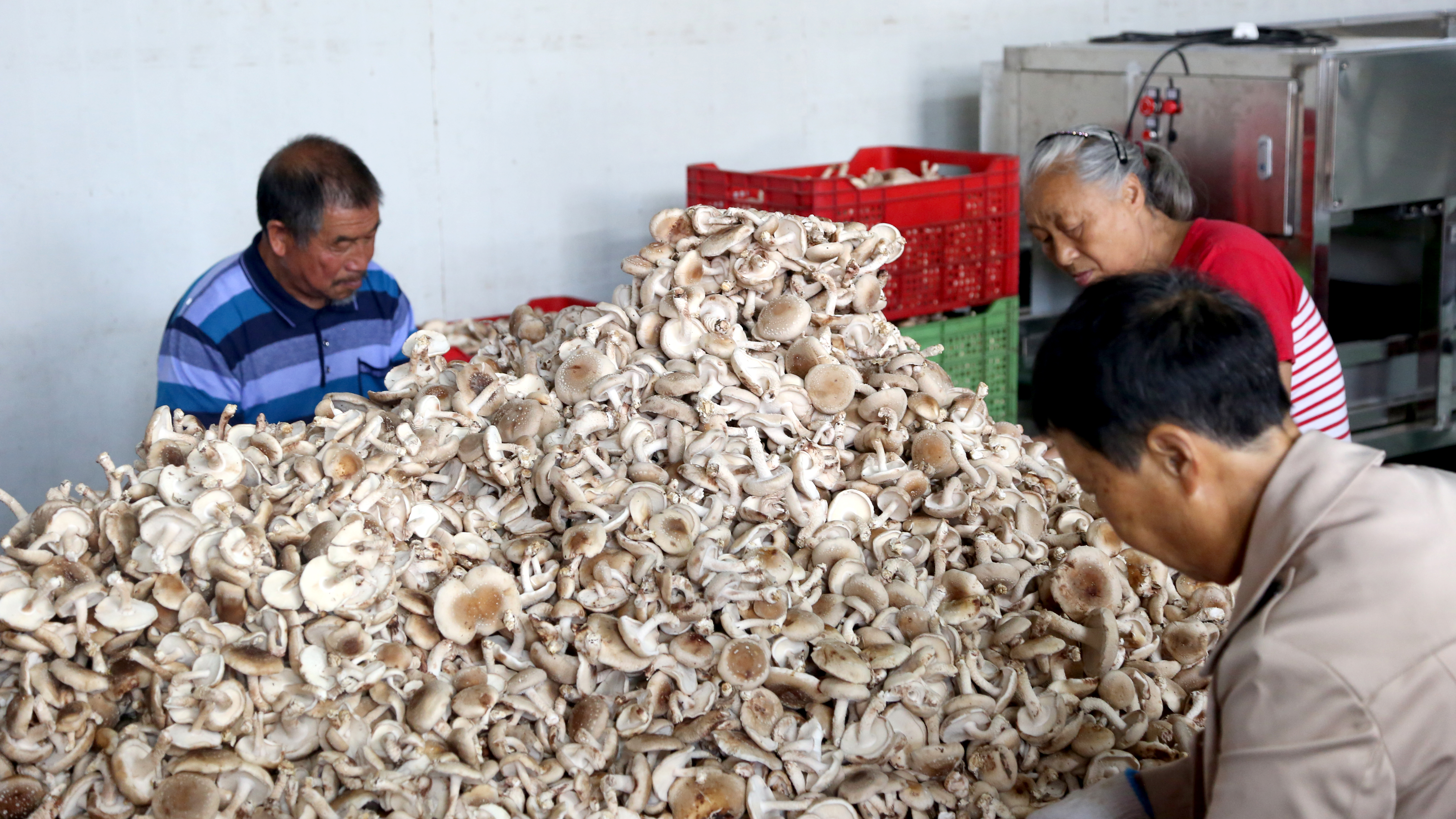 Yichang fresh mushrooms exported to South Korea