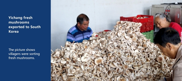 Yichang fresh mushrooms exported to South Korea