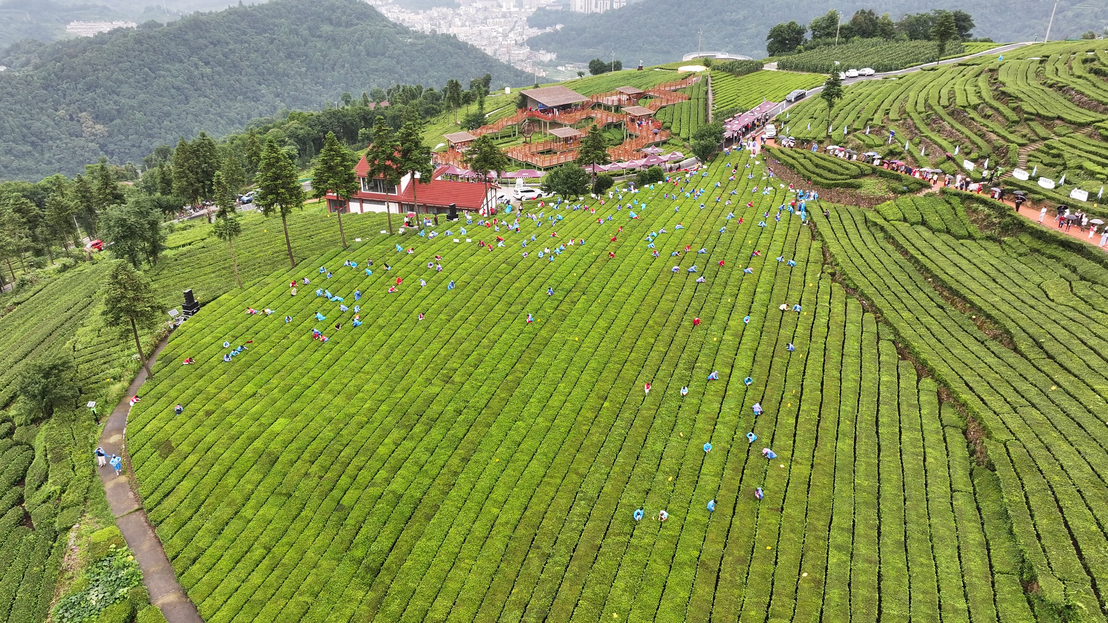 Tea leaves picking competition held in Wufeng