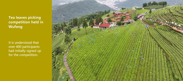 Tea leaves picking competition held in Wufeng