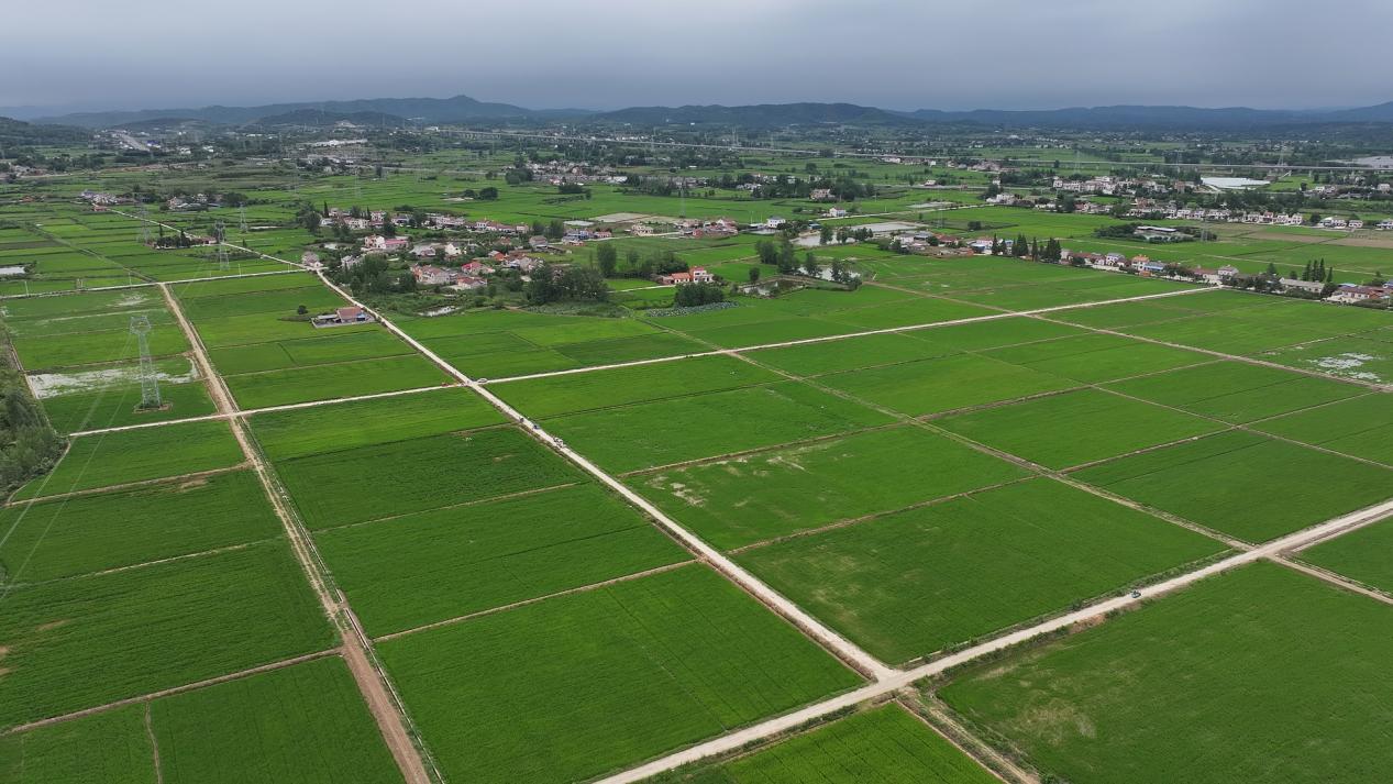Dangyang scores major success in high-standard farmland construction