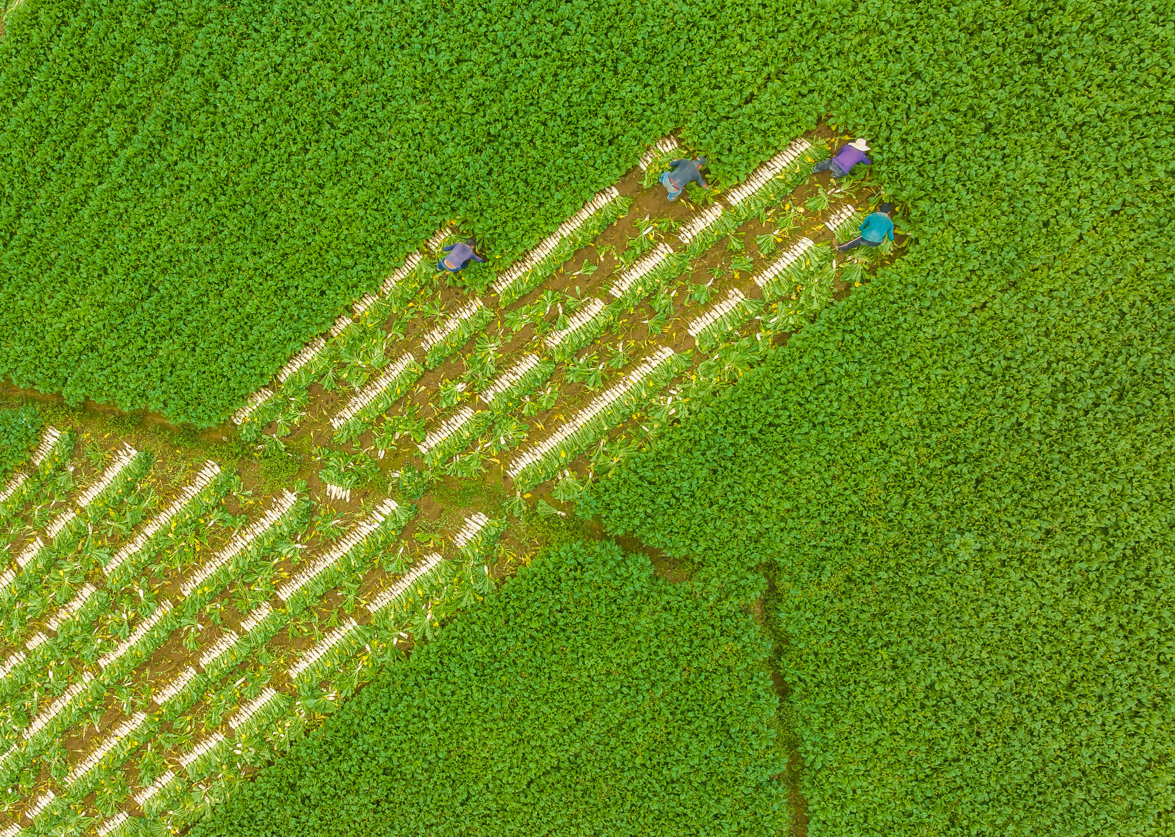 Zigui witnesses radish harvest