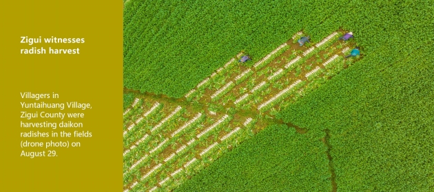 Zigui witnesses radish harvest