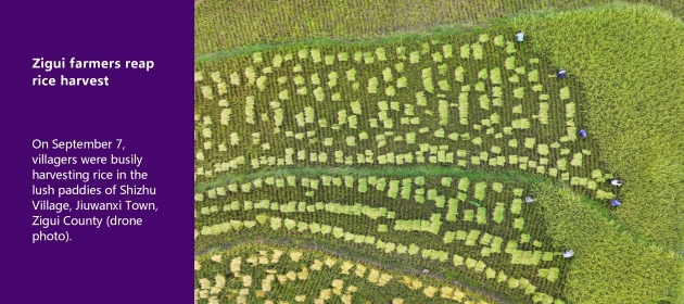 Zigui farmers reap rice harvest