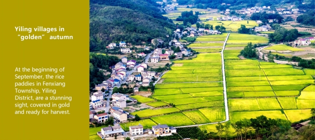Yiling villages in “golden” autumn