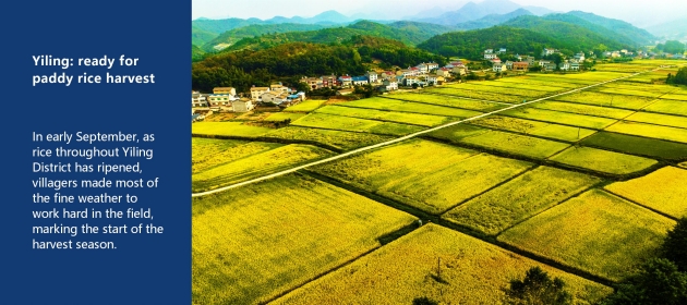 Yiling: ready for paddy rice harvest