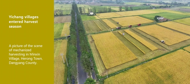 Yichang villages entered harvest season