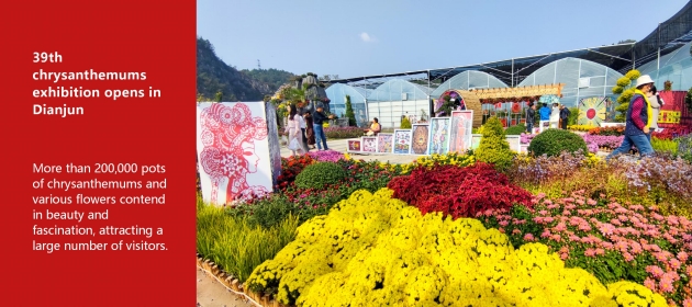 39th chrysanthemums exhibition opens in Dianjun