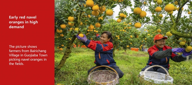Early red navel oranges in high demand